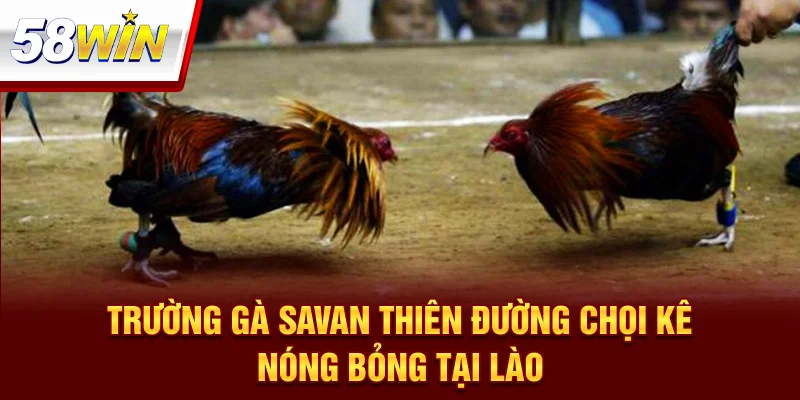 Trường Gà Savan
